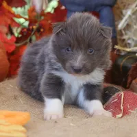 Bourbon Nenets Laika male , a female Yakutian Laika for sale in Rockwall, TX – 4 of 4