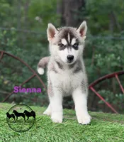 Sienna AKC TX , a female Siberian Husky for sale in Rockwall, TX – 4 of 5