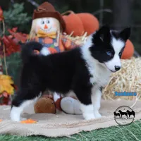 Sundance AKC TX delivery avail, a male Yakutian Laika for sale in Rockwall, TX – 3 of 6