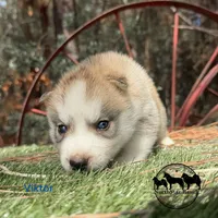 Viktor AKC Texas, a male Siberian Husky for sale in Rockwall, TX – 2 of 2