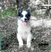Dash AKC Texas , a male Yakutian Laika for sale in Rockwall, TX – 1 of 6