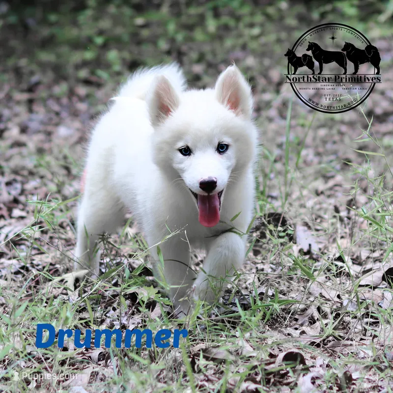Drummer – Yakutian Laika puppy for sale in Rockwall, TX