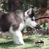 Dash AKC Texas , a male Siberian Husky for sale in Rockwall, TX – 2 of 5