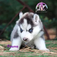 Fauna AKC TX can transport, a female Siberian Husky for sale in Rockwall, TX – 3 of 3