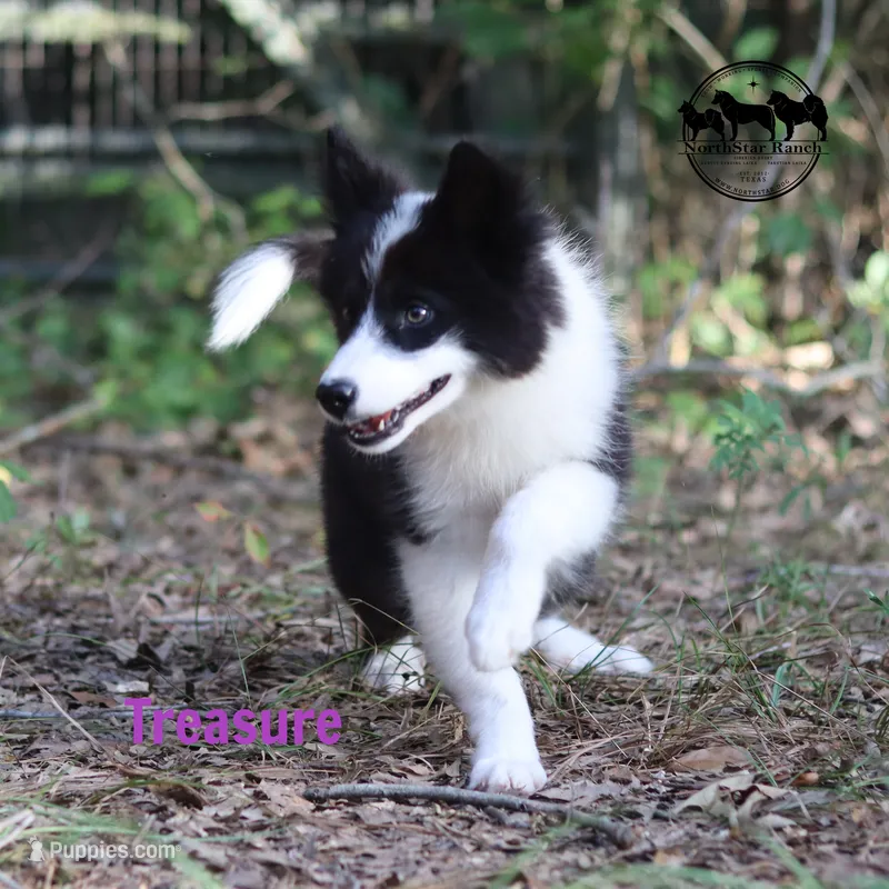 Treasure AKC  – Yakutian Laika puppy for sale in Rockwall, TX