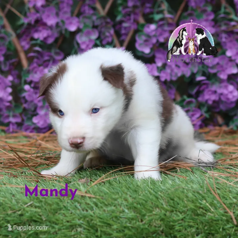Mandy Yakutian Laika  – Yakutian Laika puppy for sale in Rockwall, TX