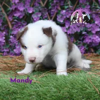 Mandy Yakutian Laika , a female Yakutian Laika for sale in Rockwall, TX – 1 of 2