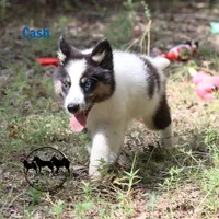 Cash, a female Yakutian Laika for sale in Rockwall, TX – 3 of 3