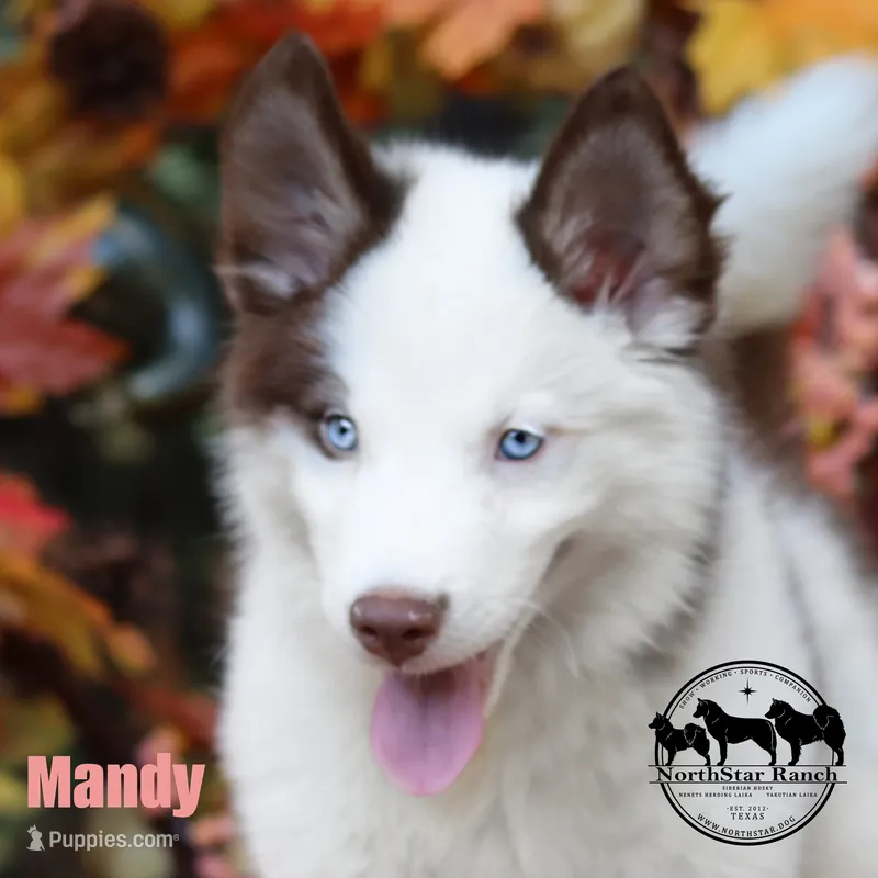 Mandy Yakutian Laika  – Yakutian Laika puppy for sale in Rockwall, TX
