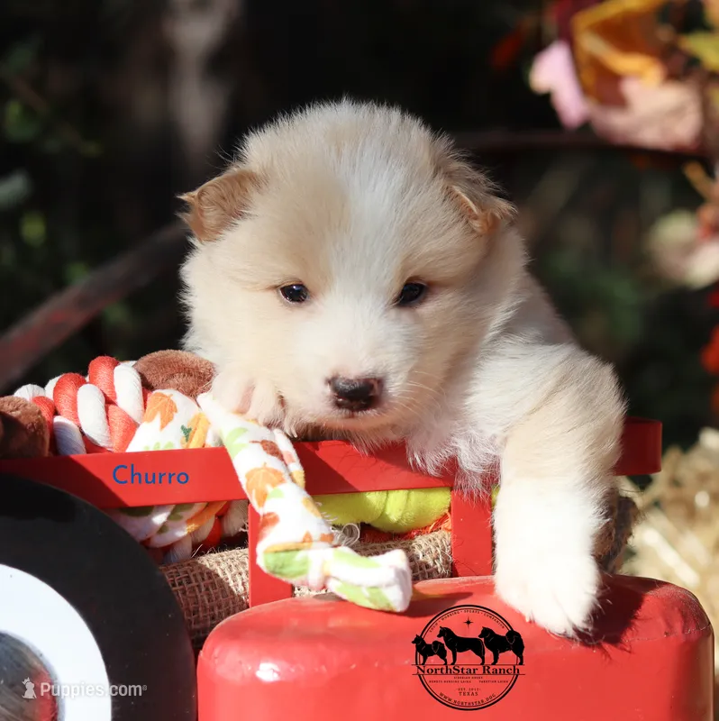 Churro Nenets Laika (reindeer herding spitz) smaller – Yakutian Laika puppy for sale in Rockwall, TX