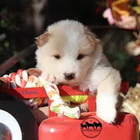 Churro Nenets Laika (reindeer herding spitz) smaller, a male Yakutian Laika for sale in Rockwall, TX – 1 of 5