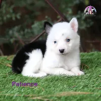Patience AKC TX transport available, a female Yakutian Laika for sale in Rockwall, TX – 2 of 2