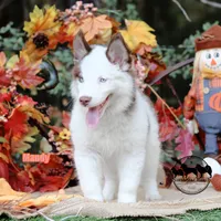 Mandy Yakutian Laika , a female Yakutian Laika for sale in Rockwall, TX – 5 of 8
