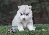 Bronco, a male Siberian Husky for sale in Rockwall, TX – Photo 2 of 3