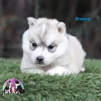 Bronco, a male Siberian Husky for sale in Rockwall, TX – Photo 3 of 3