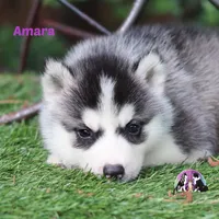 Amara AKC Texas Transport available, a female Siberian Husky for sale in Rockwall, TX – Photo 2 of 2