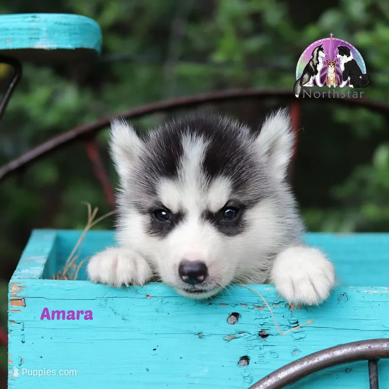Amara AKC Texas Transport available, a female Siberian Husky for sale in Rockwall, TX – Photo 1 of 2