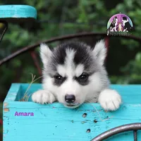 Amara AKC Texas Transport available, a female Siberian Husky for sale in Rockwall, TX – Photo 1 of 2