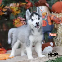 Fauna AKC TX can transport, a female Siberian Husky for sale in Rockwall, TX – 3 of 7