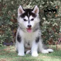 Dash AKC Texas , a male Siberian Husky for sale in Rockwall, TX – 3 of 5