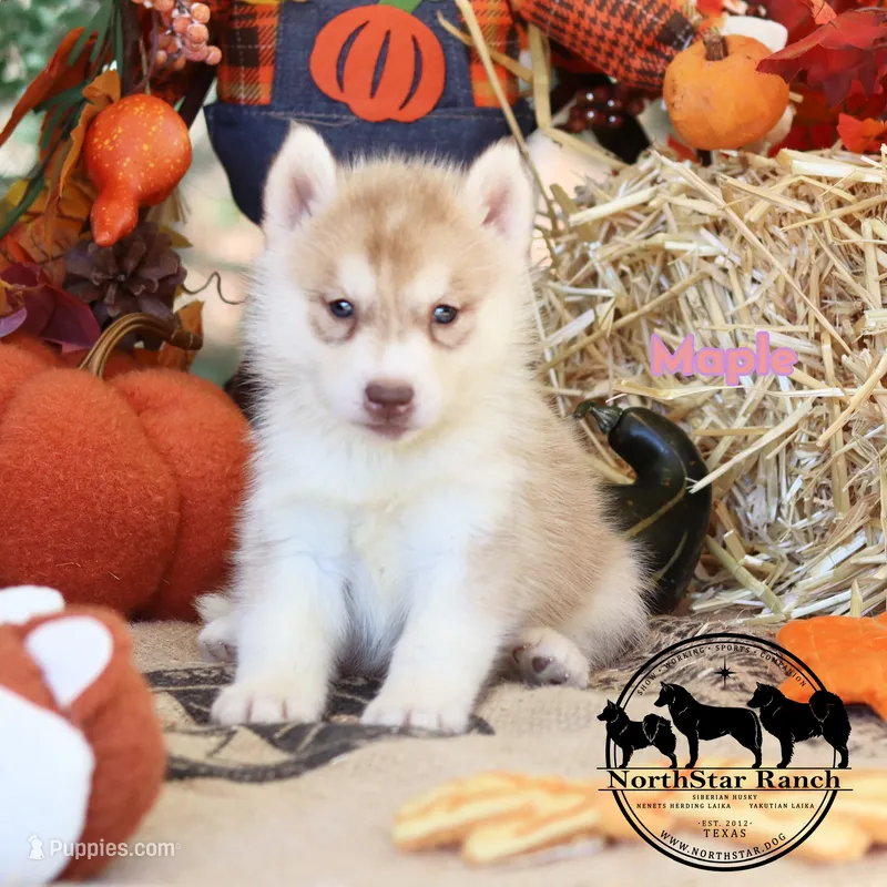 Maple AKC TX  – Siberian Husky puppy for sale in Rockwall, TX