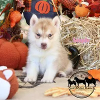 Maple AKC TX , a male Siberian Husky for sale in Rockwall, TX – 1 of 4