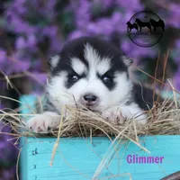 Glimmer AKC can transport, a female Siberian Husky for sale in Rockwall, TX – 2 of 2