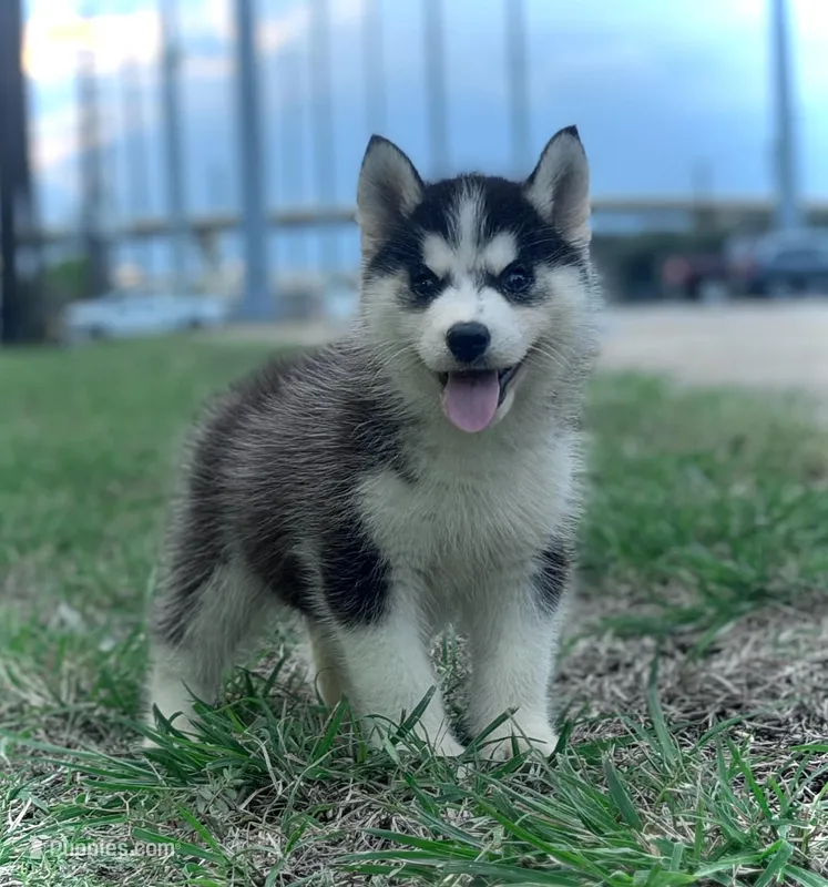 Ivy  AKC TX  – Siberian Husky puppy for sale in Rockwall, TX