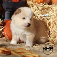 Churro Nenets Laika (reindeer herding spitz) smaller, a male Yakutian Laika for sale in Rockwall, TX – 2 of 5