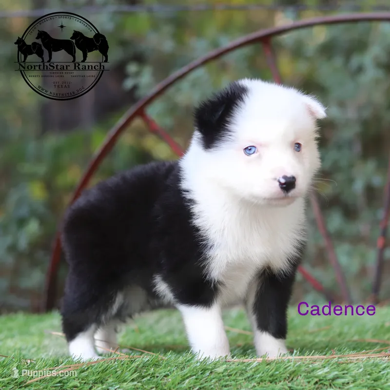Cadence AKC Female Texas transport available – Yakutian Laika puppy for sale in Rockwall, TX