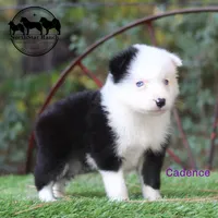 Cadence AKC Female Texas transport available, a female Yakutian Laika for sale in Rockwall, TX – 1 of 3