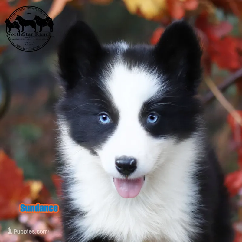 Sundance AKC TX delivery avail – Yakutian Laika puppy for sale in Rockwall, TX