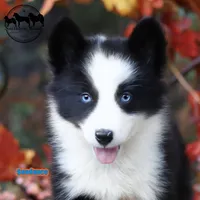 Sundance AKC TX delivery avail, a male Yakutian Laika for sale in Rockwall, TX – 1 of 6