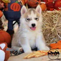 Rusty AKC Texas, a male Siberian Husky for sale in Rockwall, TX – 2 of 3