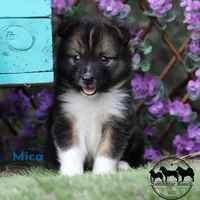 Mica - Nenets Laika Rare Arctic herding dog, a male Yakutian Laika for sale in Rockwall, TX – 2 of 6