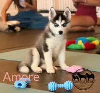 Amore AKC Texas Transport available, a female Siberian Husky for sale in Rockwall, TX – 1 of 6