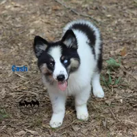Cash, a female Yakutian Laika for sale in Rockwall, TX – 2 of 3
