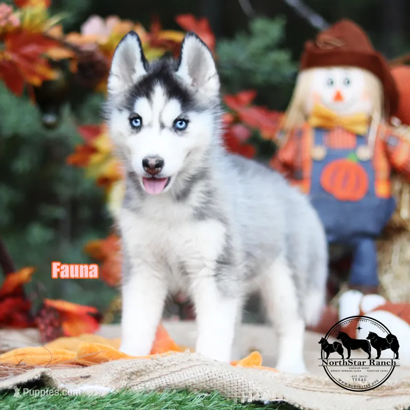 Fauna AKC TX can transport – Siberian Husky puppy for sale in Rockwall, TX