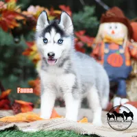 Fauna AKC TX can transport, a female Siberian Husky for sale in Rockwall, TX – 1 of 7
