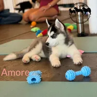 Amore AKC Texas Transport available, a female Siberian Husky for sale in Rockwall, TX – 3 of 6