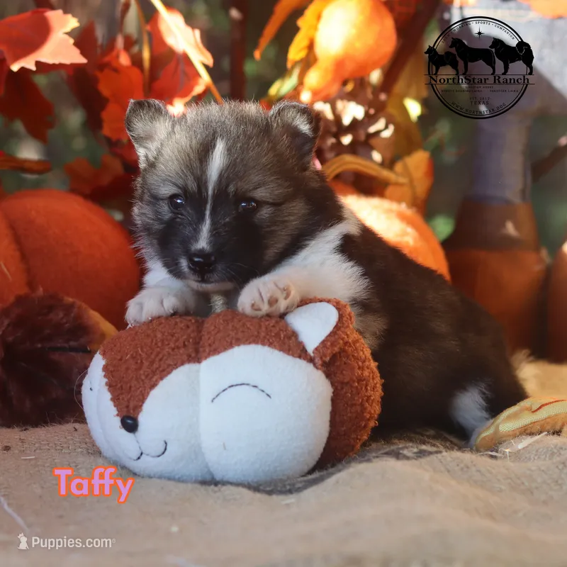 Taffy Nenets Laika purebred ancient breed – Pomsky puppy for sale in Rockwall, TX