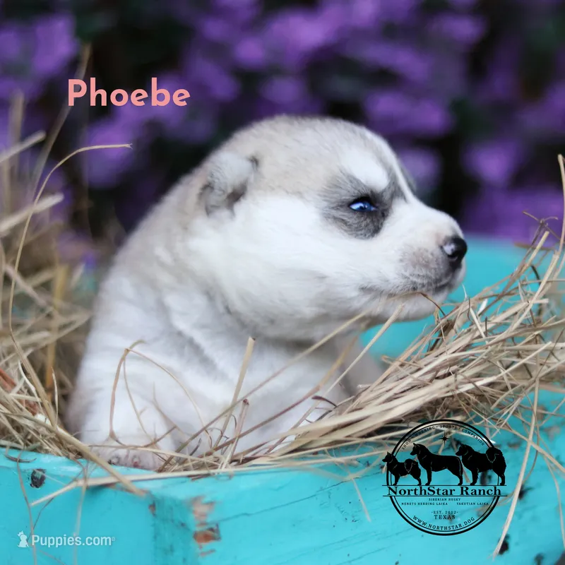 Phoebe AKC TX – Siberian Husky puppy for sale in Rockwall, TX