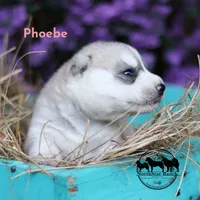 Phoebe AKC TX, a female Siberian Husky for sale in Rockwall, TX – 1 of 2