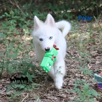 Polar TX AKCwe transport, a female Yakutian Laika for sale in Rockwall, TX – 7 of 7
