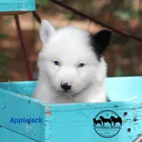 Applejack AKC male Texas, a male Yakutian Laika for sale in Rockwall, TX – 2 of 4