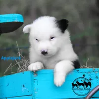 Applejack AKC male Texas, a male Yakutian Laika for sale in Rockwall, TX – 4 of 4