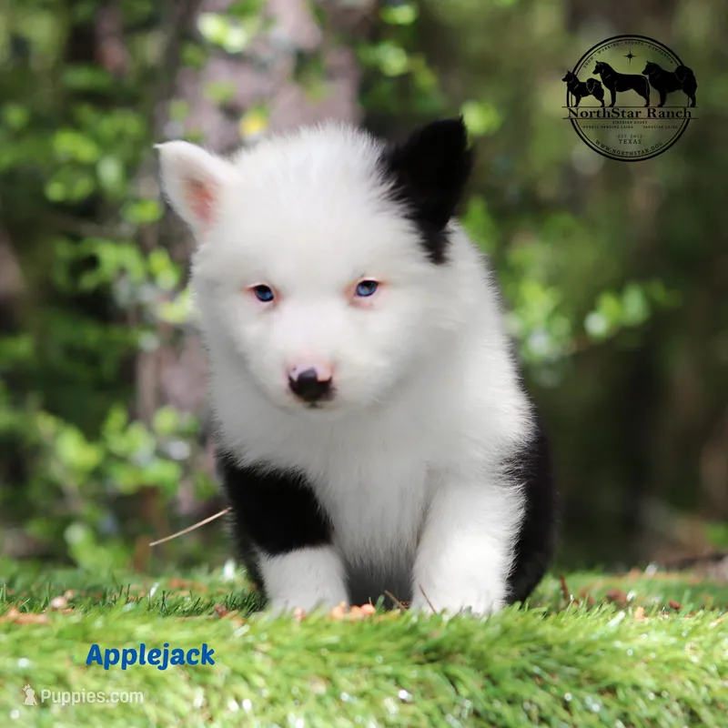 Applejack AKC male Texas – Yakutian Laika puppy for sale in Rockwall, TX