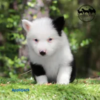 Applejack AKC male Texas, a male Yakutian Laika for sale in Rockwall, TX – 1 of 4