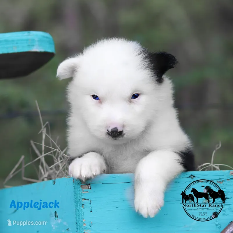 Applejack AKC male Texas – Yakutian Laika puppy for sale in Rockwall, TX