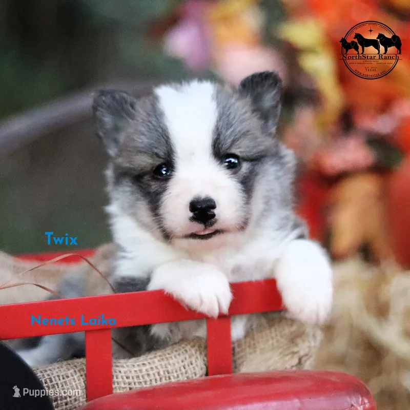 Twix AKC FSS Nenets Laika (smaller laika)  – Yakutian Laika puppy for sale in Rockwall, TX
